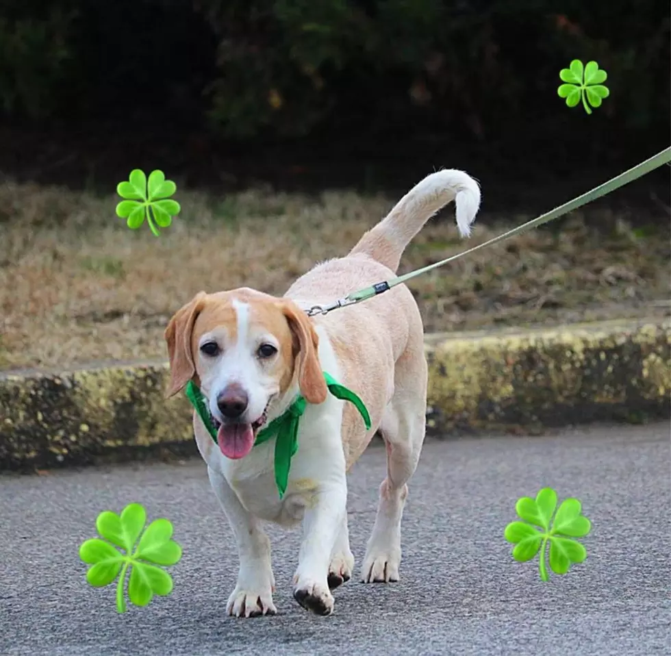 Start Off Your St Patty&#8217;s Day with Cardio for Canines!