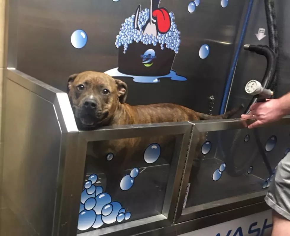 Car and Dog Wash Now Open on Evansville&#8217;s North East Side! [WATCH]