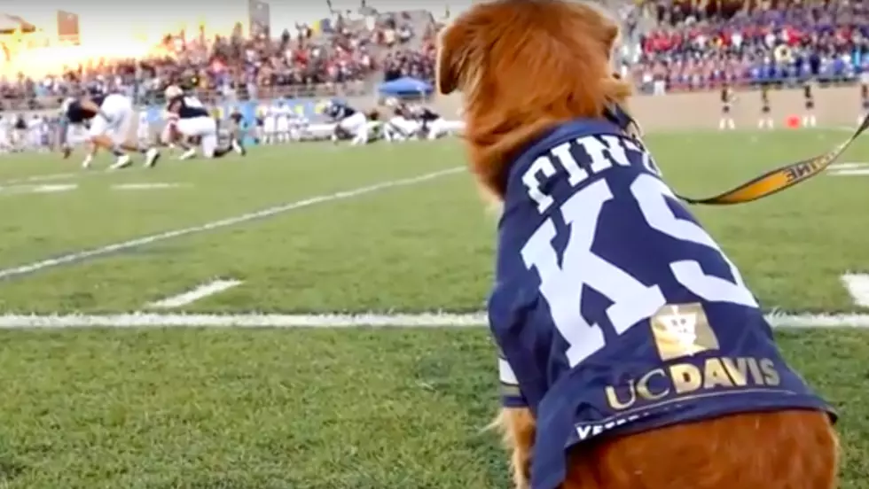 Dogs Trained To Retreive Tee After Football Kick Offs [WATCH]
