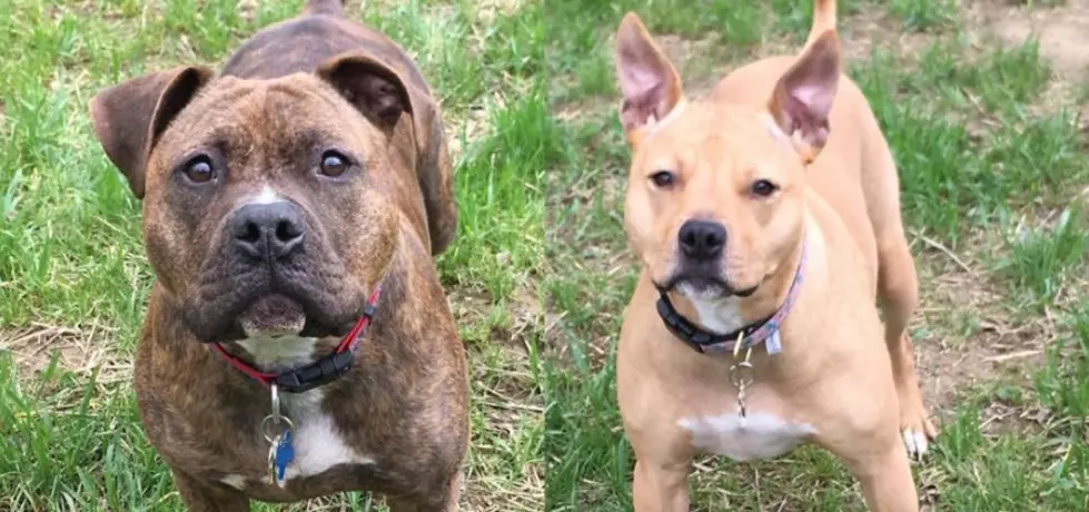 Pit Bull Adoption Fees Waived at Daviess County Animal Shelter During May!