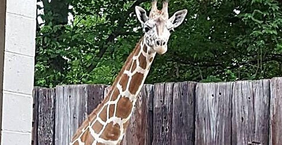 Meet Mesker Park Zoo’s Adorable New Giraffe!