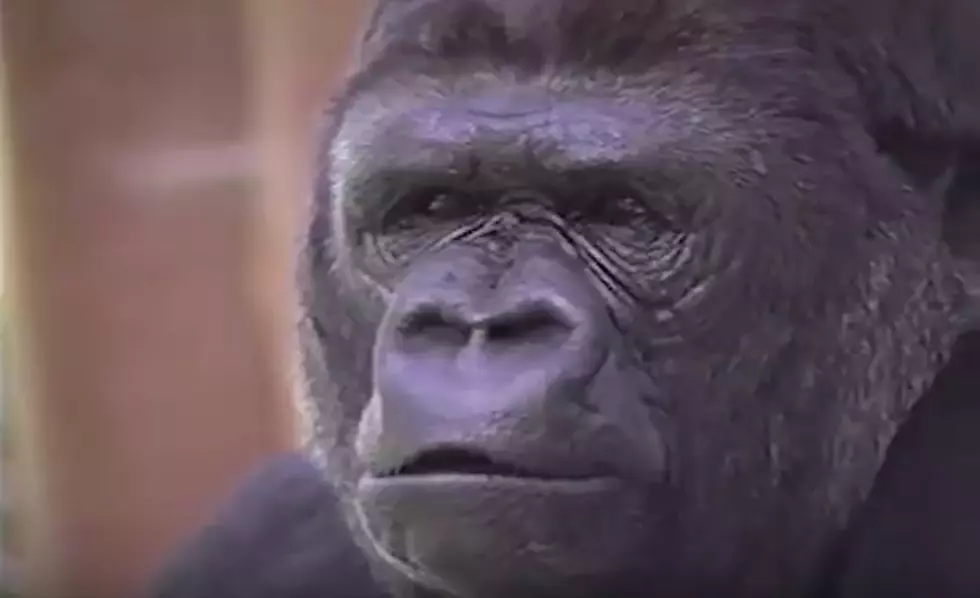 Koko, the World Famous Sign Language Gorilla, Dies at 46
