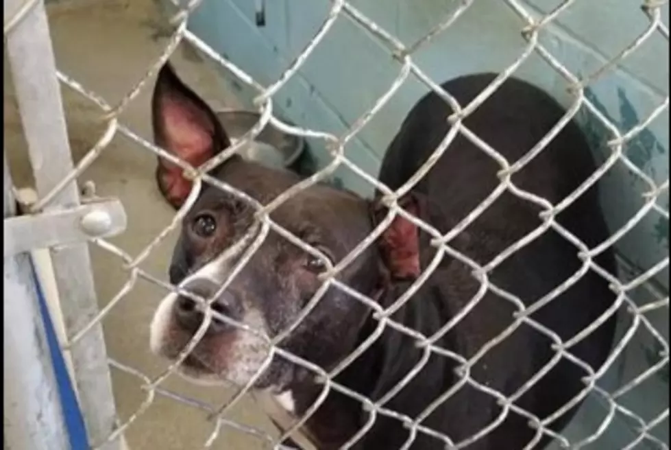 Evansville Animal Control Has Zero Open Kennels Fosters &#038; Adopters Needed Now!
