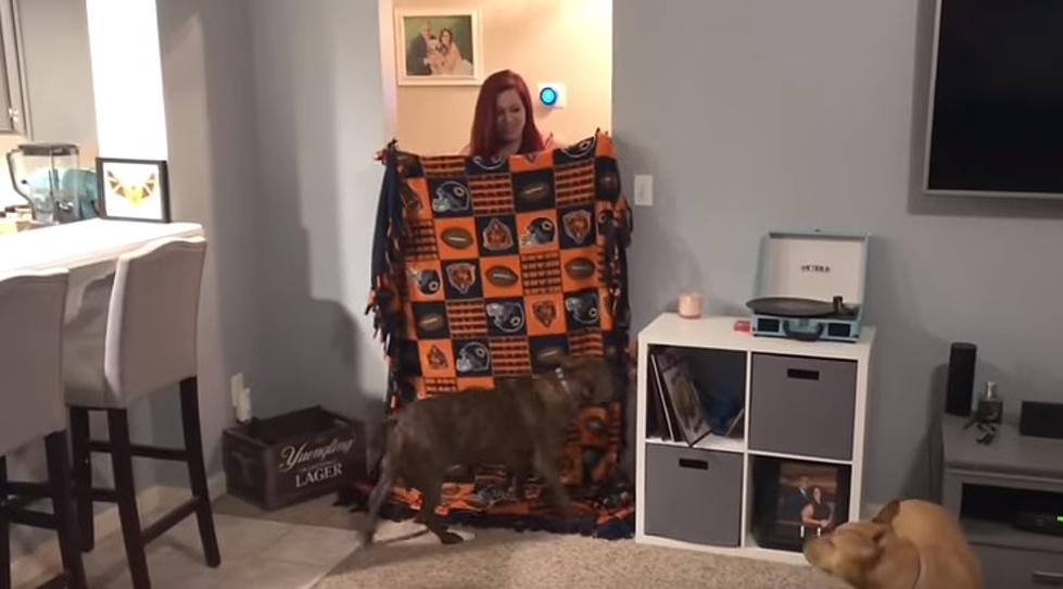 Melissa Tries the Dog Blanket Magic Trick With Her Dogs [WATCH]