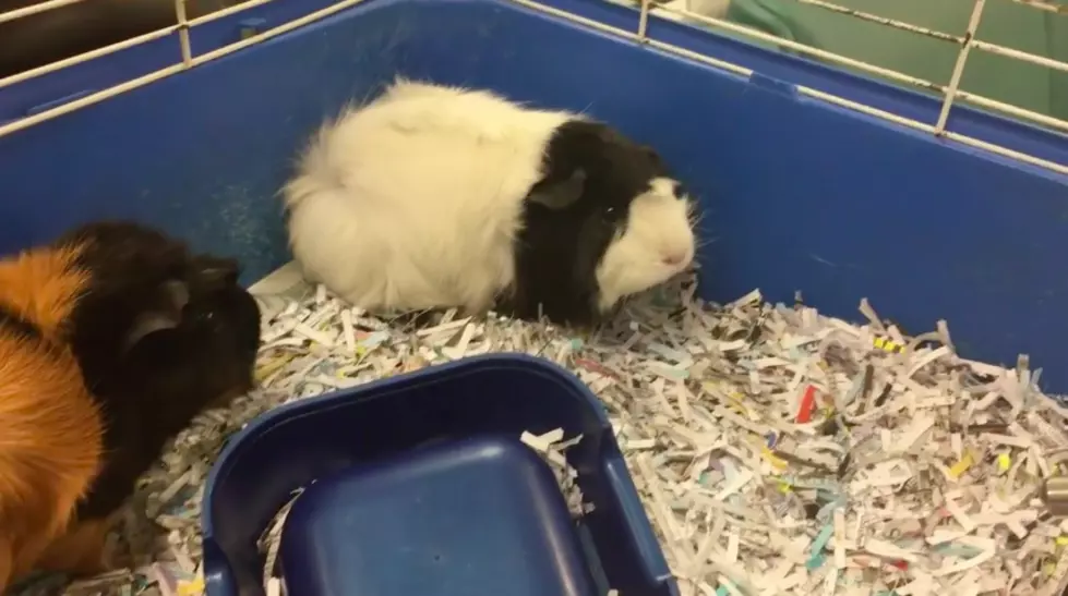 Guinea Pigs Play Cute Game of Follow the Leader &#8211; Pet(s) of the Week [VIDEO]