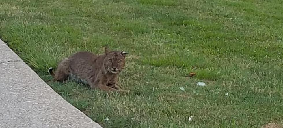 Bobcat Spotted on Evansville’s West Side