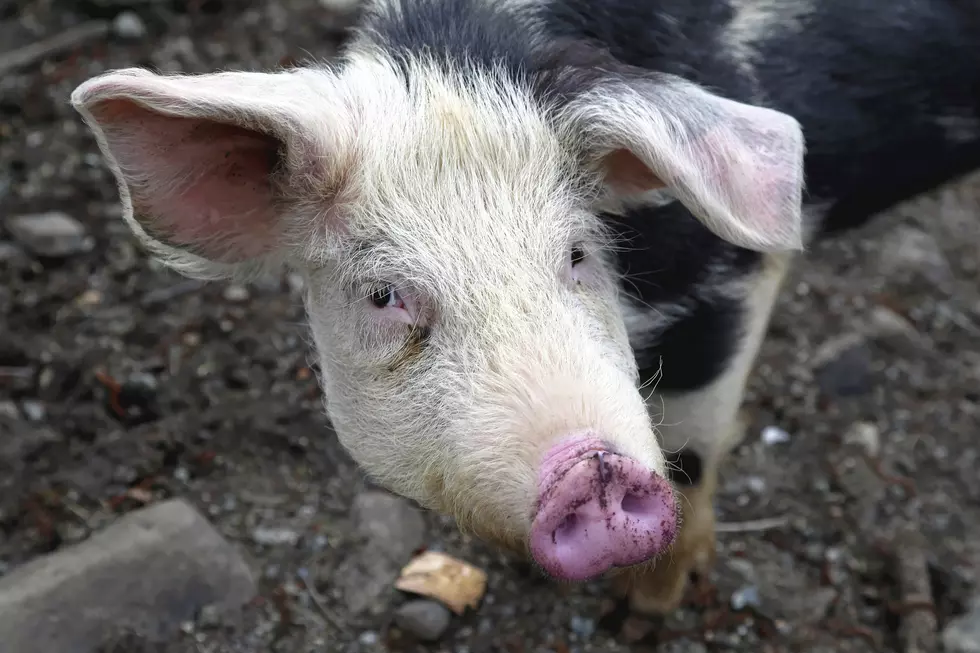 458 Pigs in Kentucky Need Rehomed or They’ll be Euthanized