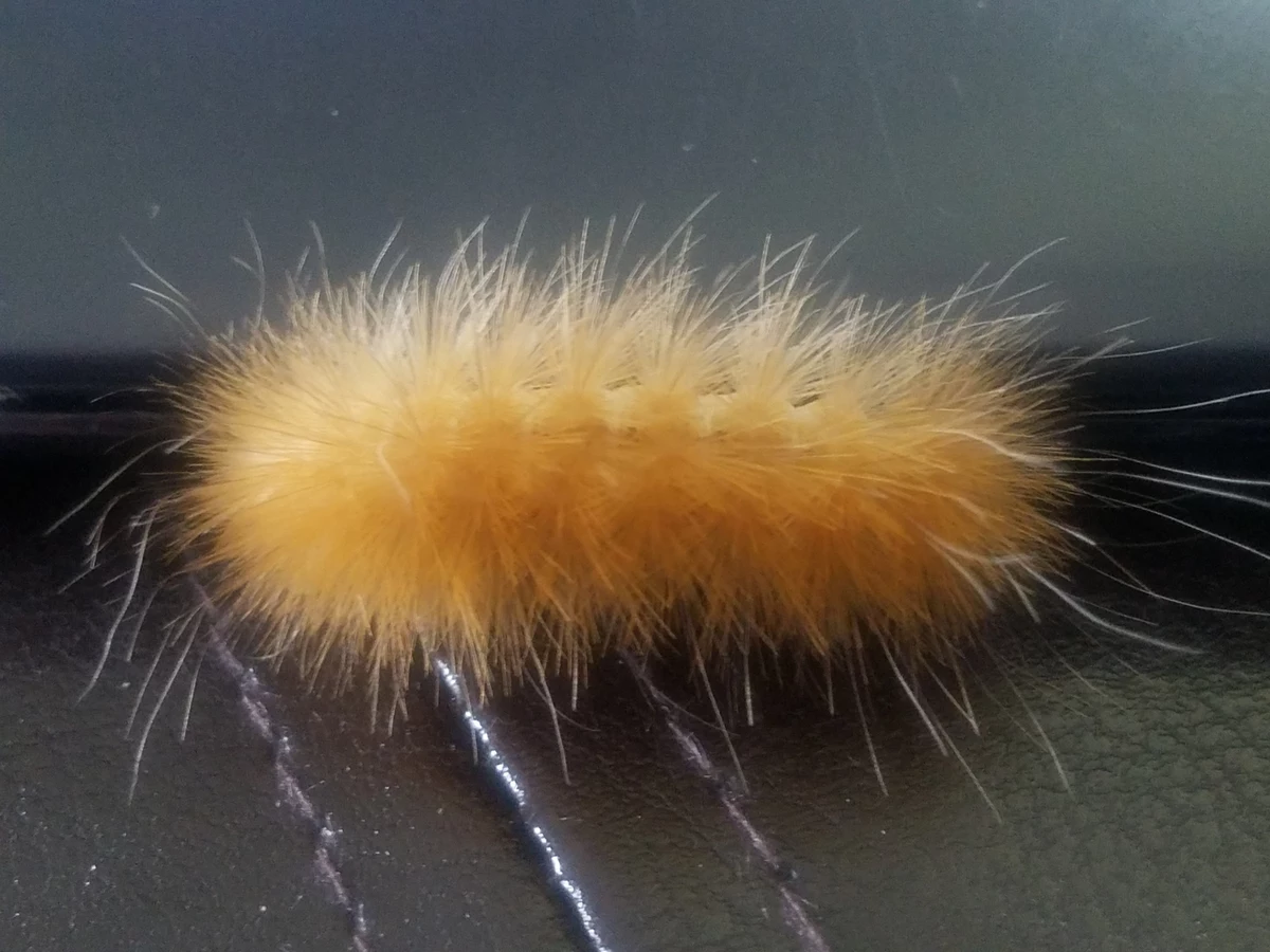 How Severe Will Winter 2020 Be According To The Woolly Worm?