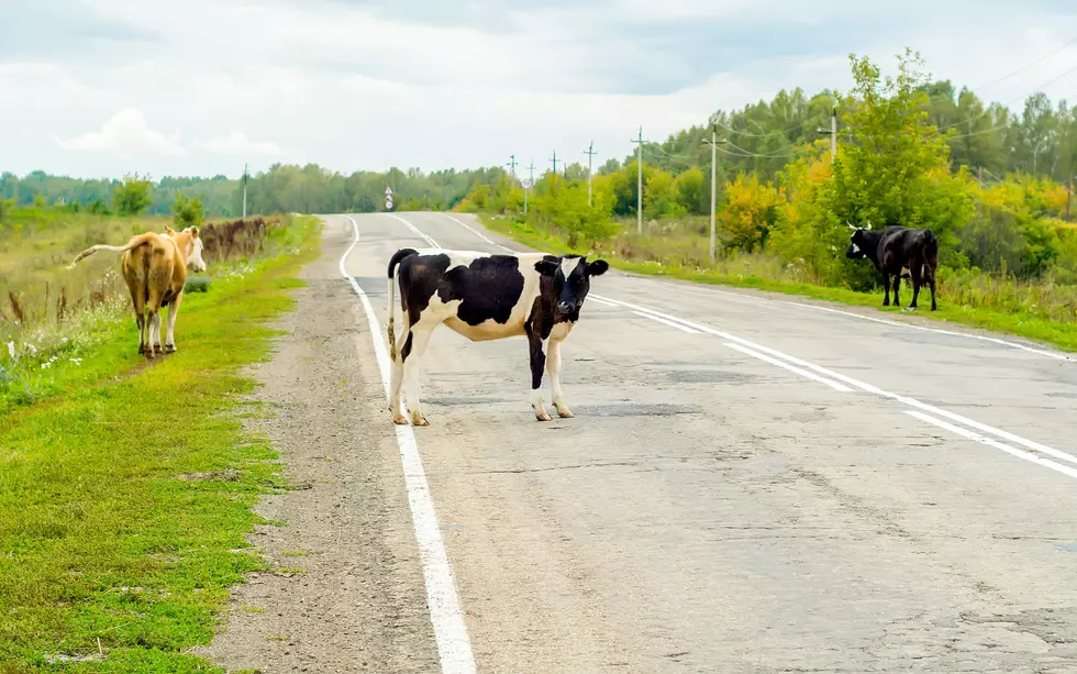 Cows On The Loose In Pike County