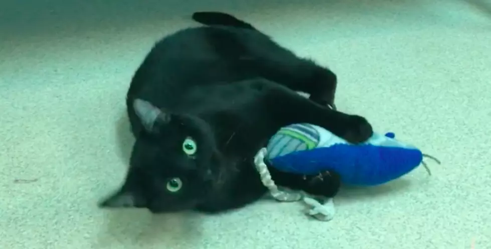 Black Cat Is Hostess of Cat Lounge at VHS [VIDEO]