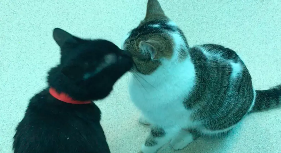 Black Cat Tries to Steal the Show in Adoption Video