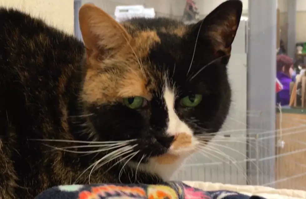Senior Cat Has Greenest Eyes You Have Ever Seen &#8211; VHS Pet of the Week