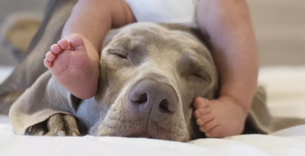 How To Prepare Your Dog For a New Baby