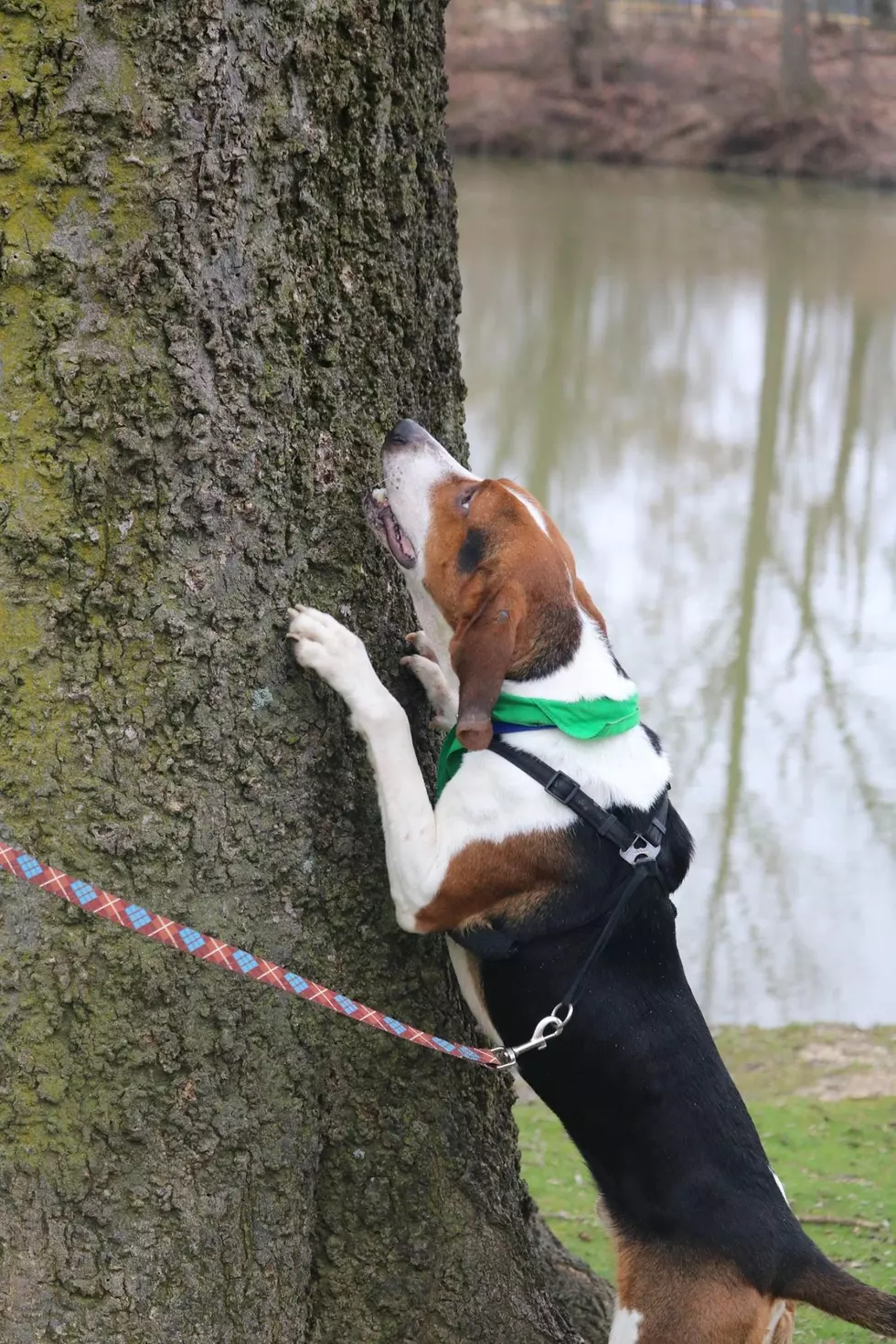 Cute, Focused Coonhound is Looking For You &#8211; VHS Pet of the Week