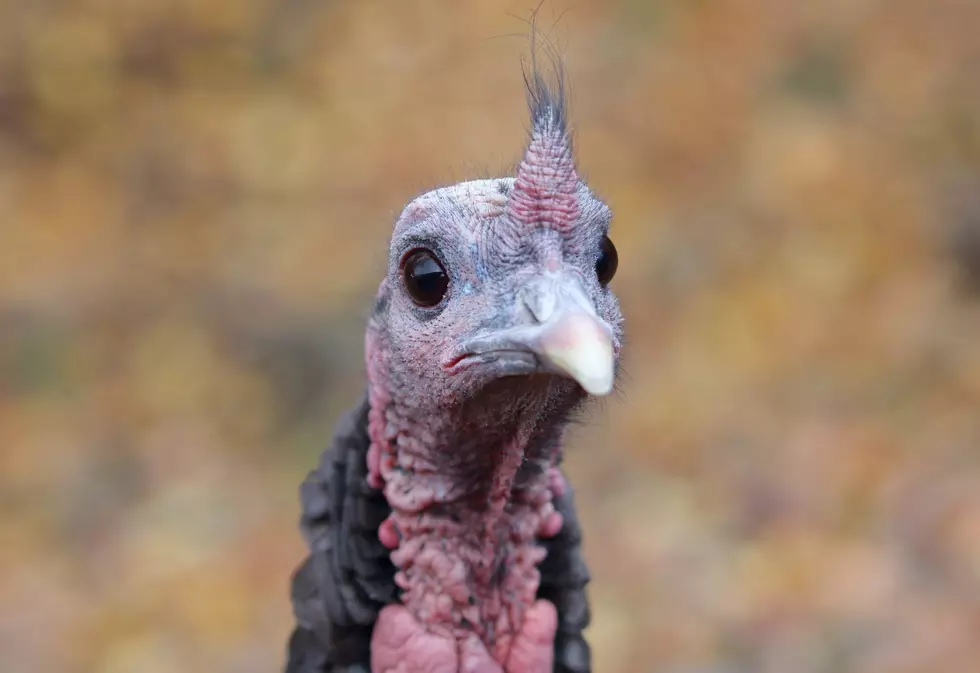 Did You Know That Haubstadt Has A Turkey Testicle Festival?