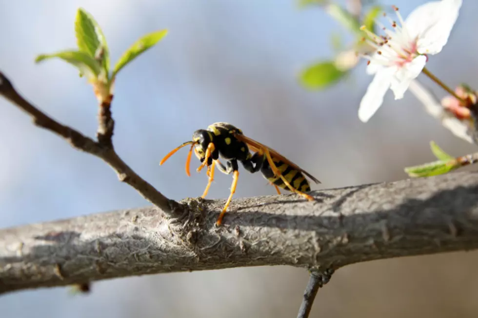 Hilarious Ring Video Shows Evansville Husband Fleeing from Wasp