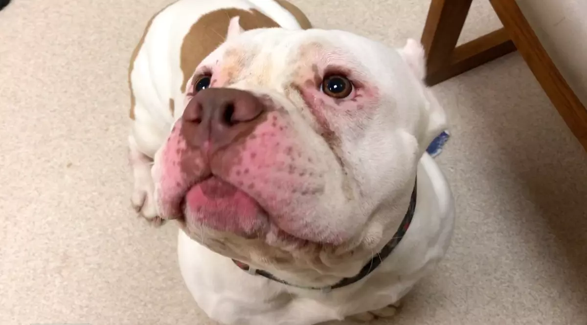Bully Faced Dog Is Actually Very Sweet