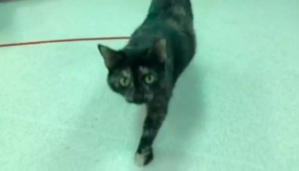 Shy Cat Becomes Sweet Socialite &#8211; VHS Pet of the Week