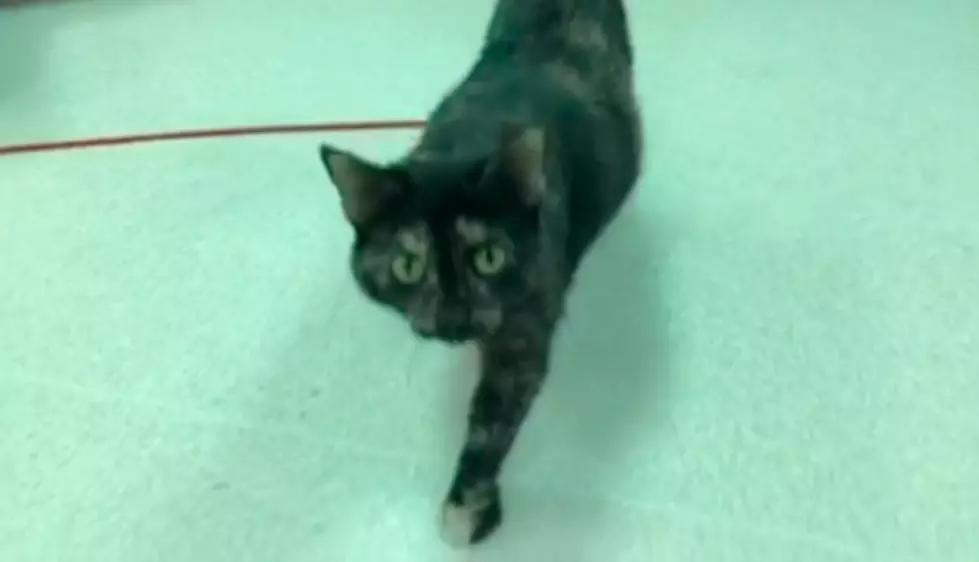 Shy Cat Becomes Sweet Socialite – VHS Pet of the Week