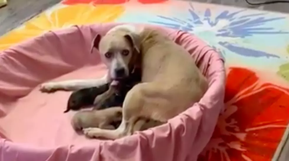 Dog Loses Puppies In Pregnancy Complications Adopts Entire Litter of Pups