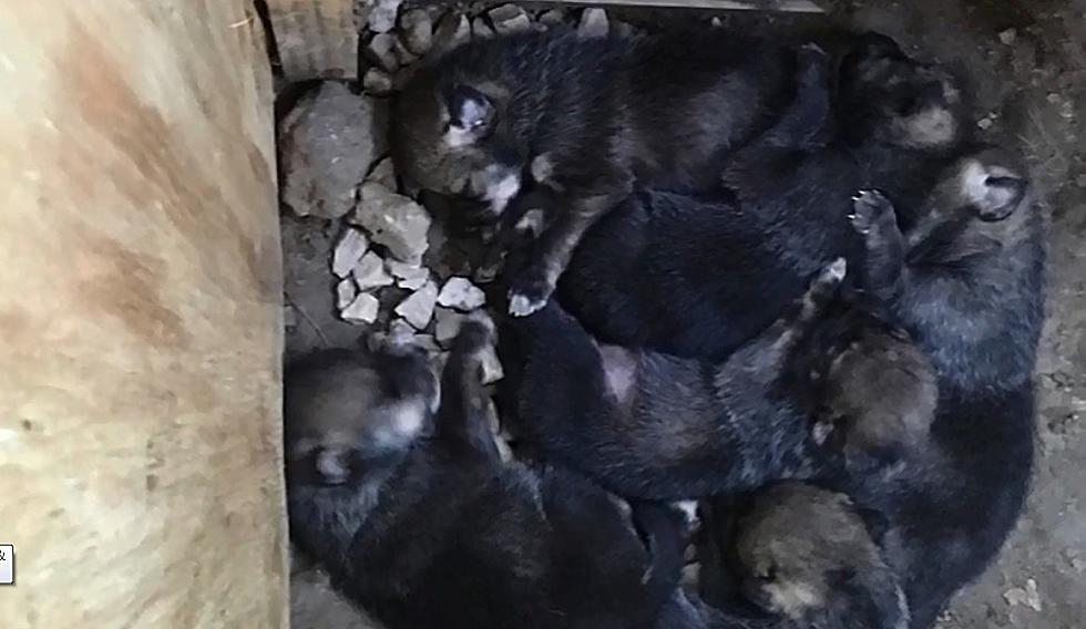 Mesker Park Zoo Welcomes Litter of Endangered Wolf Pups!