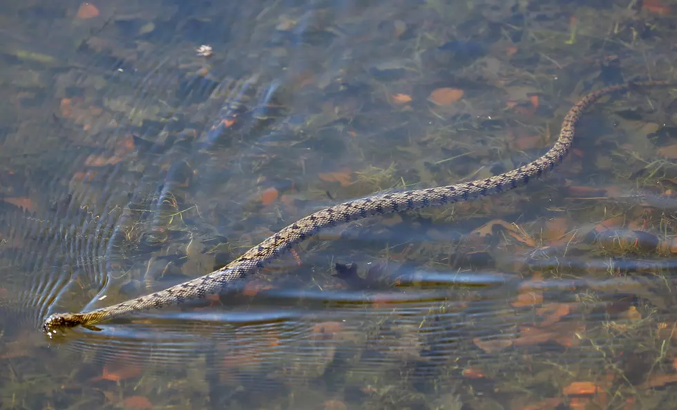 There Are Two Snakes That Are Illegal To Kill In Indiana