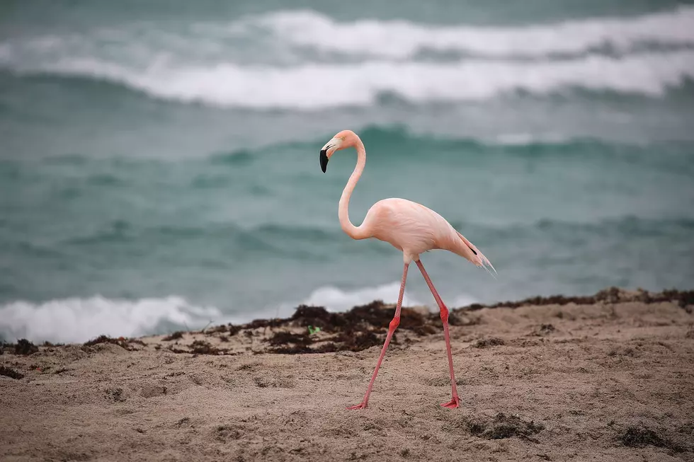Lost Flamingo Trying to Find It&#8217;s Way Home