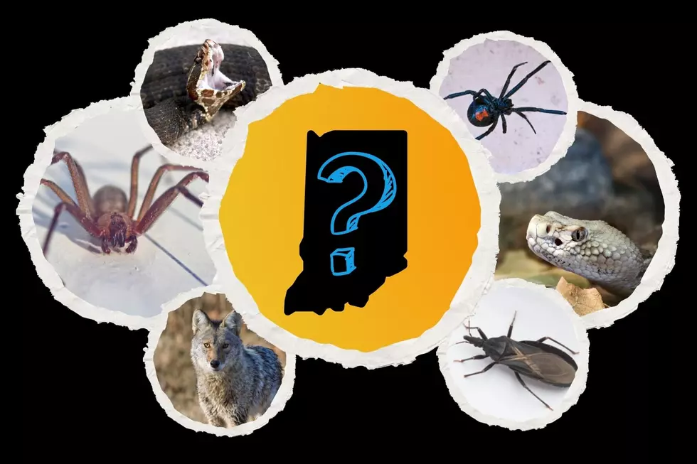 The Animal Most Likely to Kill You in Indiana Might Surprise You