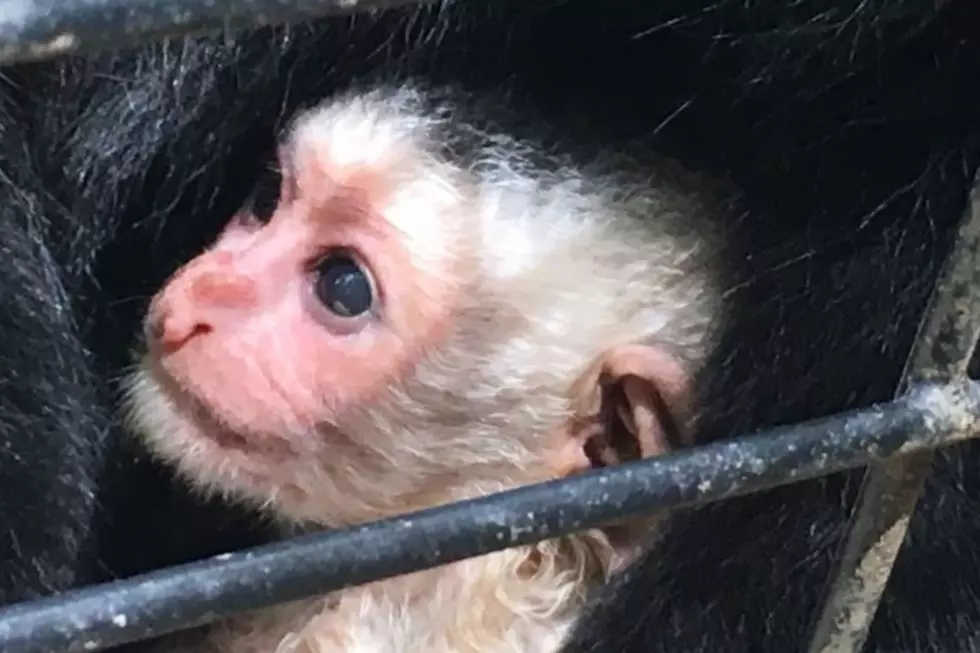 Cuteness Overload! Mesker Park Zoo Shares Photos of New Baby Colobus Monkey