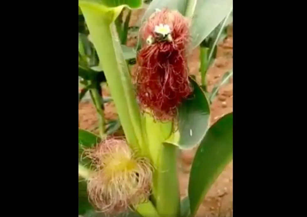 Corn Silk Hair Art Makes An Ordinary Field, Magical