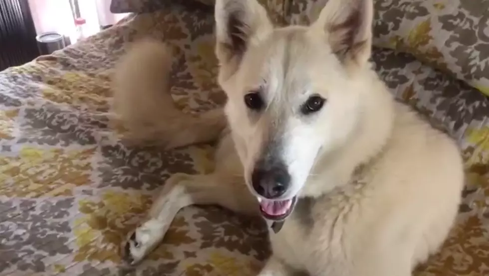 Local Dog Refuses To Get Off Of The Bed In Hilarious Video