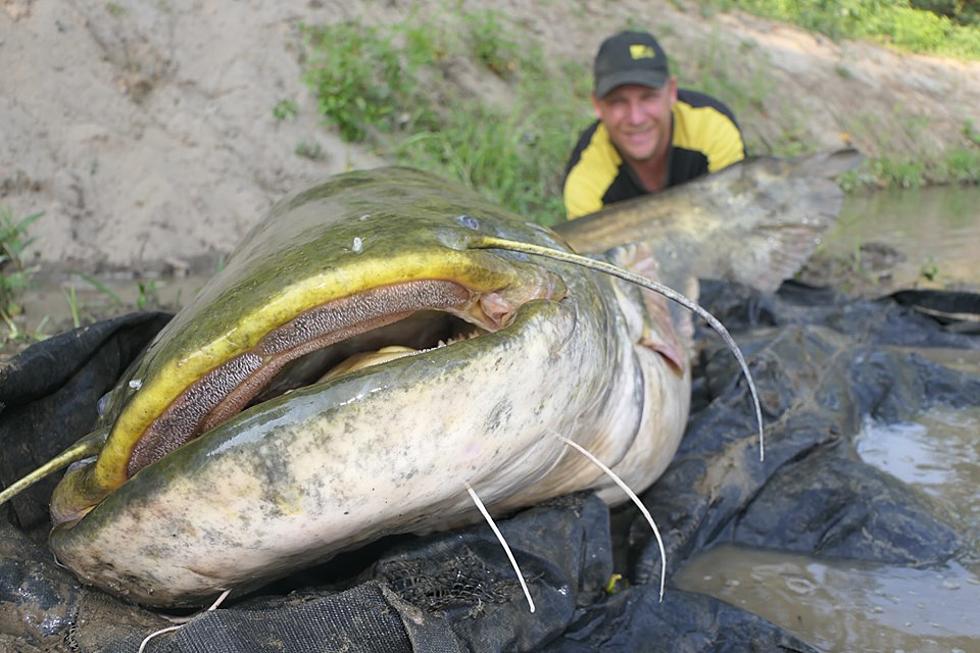 Man Snags Gigantic Record Breaking ‘Catzilla’ Catfish