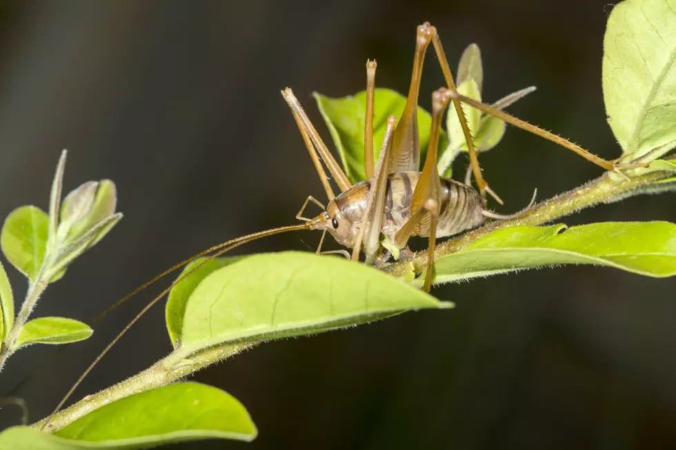 Watch Out For Spider Crickets In Your Home This Fall