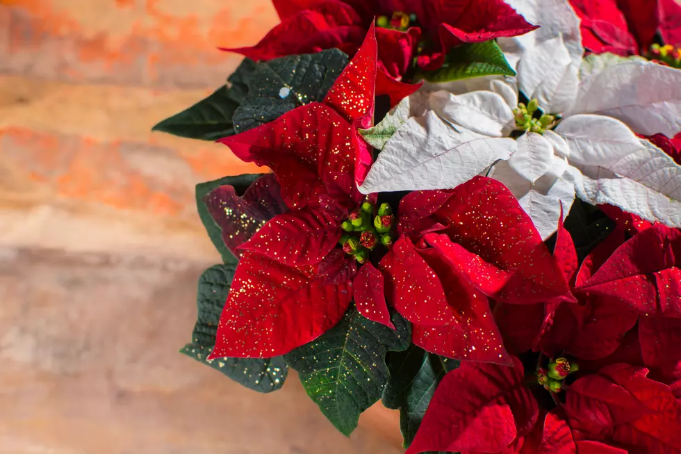 These Common Christmas Plants Are Poisonous To Your Pets