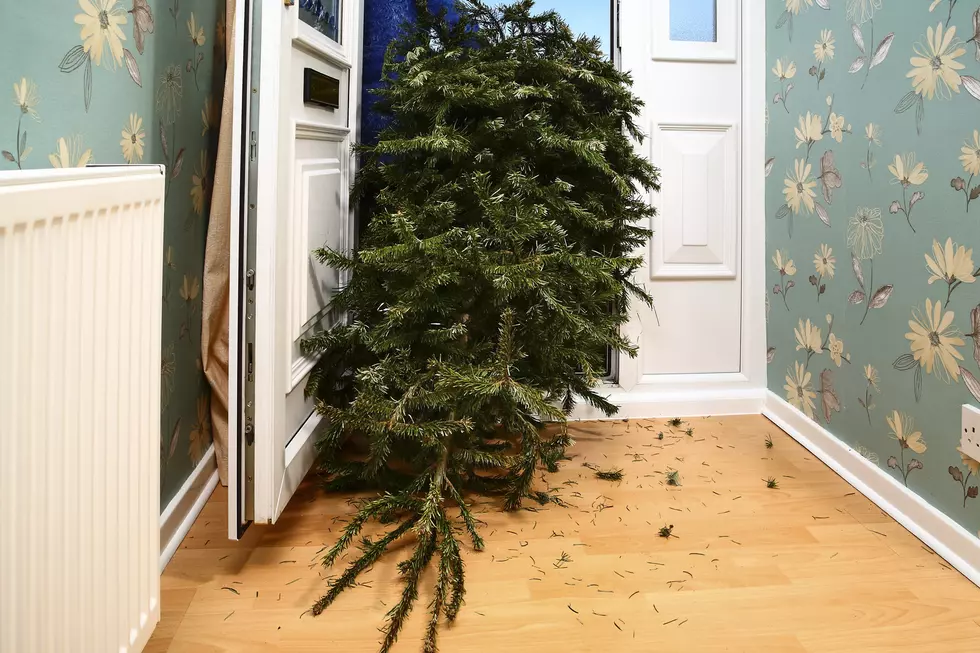Where and How to Recycle Your Christmas Tree in Henderson
