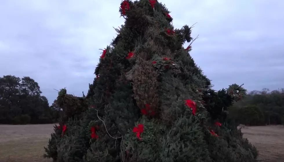 YouTube Star Sets 120 Christmas Trees On Fire