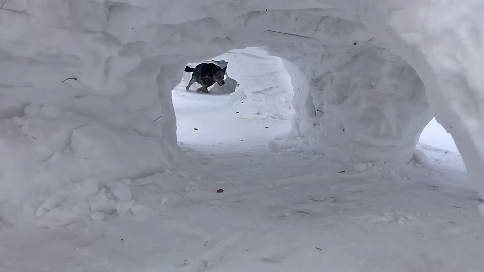 Owner builds snow tunnels for dogs!