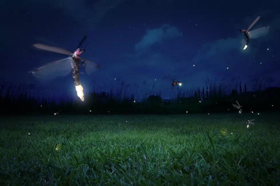 Indiana&#8217;s State Insect,The Firefly Is Facing Extinction