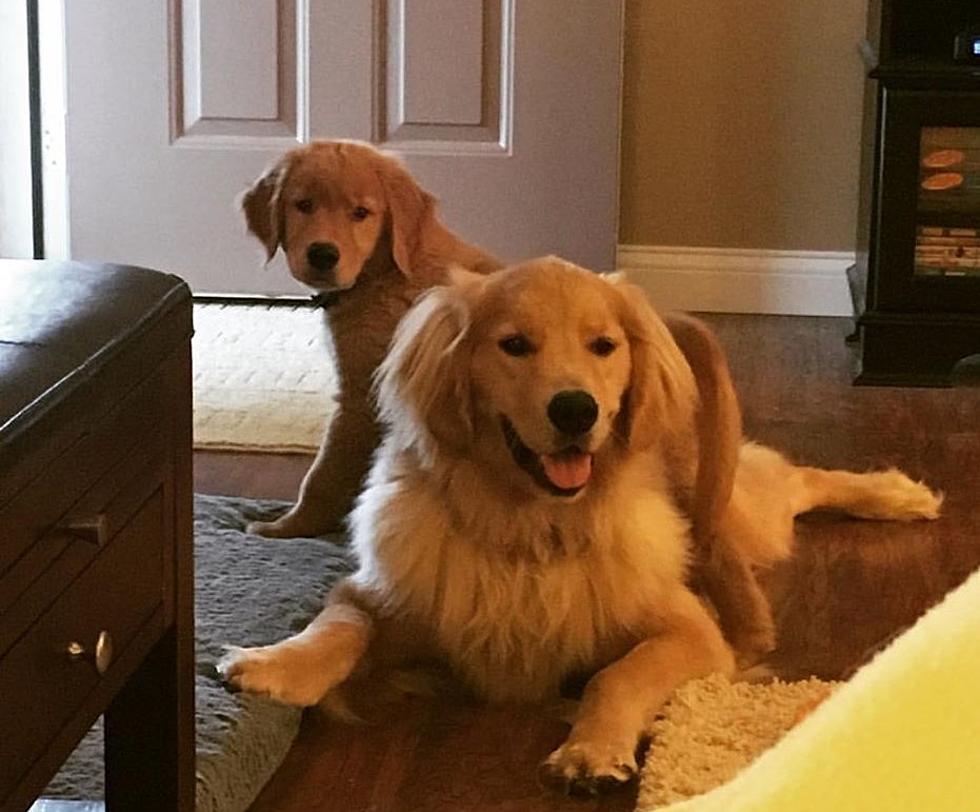 It’s National Golden Retriever Day, Here’s How I’m Celebrating