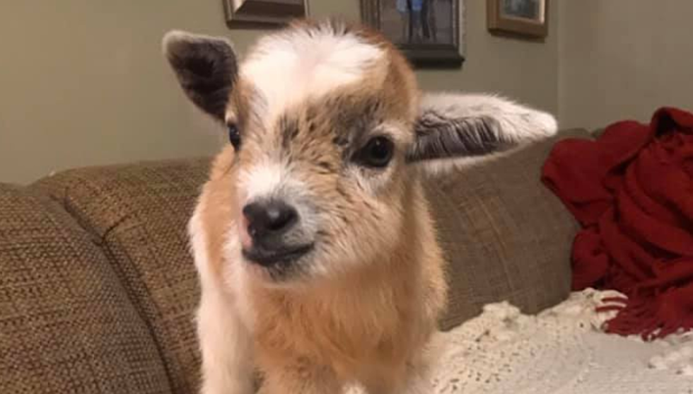 Pearl the Pygmy Goat Wants To Brighten Your Day