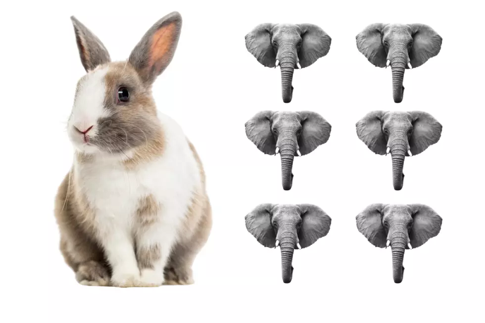 Ryan’s Theory on Why the Viral 1 Rabbit 6 Elephants Math Problem Has More Than One Answer