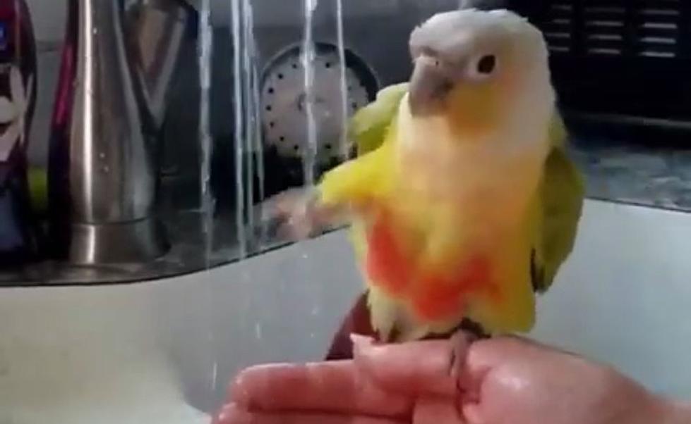 Tristate Parrot Loves Taking a Shower in the Sink [WATCH]