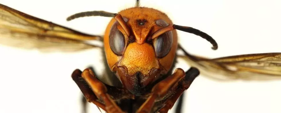 ‘Murder Hornets’ Spotted In US – What Does It Really Mean?