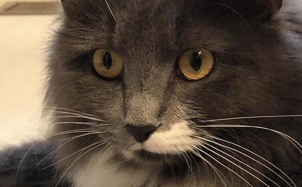 Kentucky Cat With Marking of State on Her Face, Looking For A Home