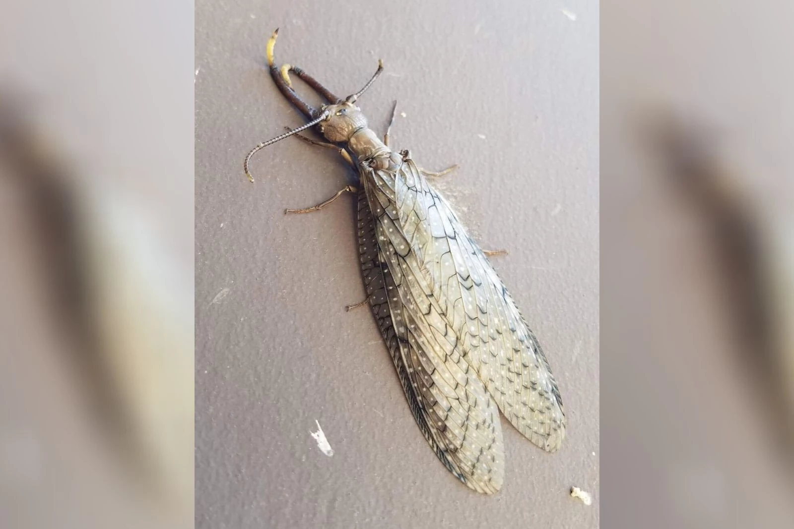 Insect Spotted at an Indiana State Park is a Thing of Nightmares