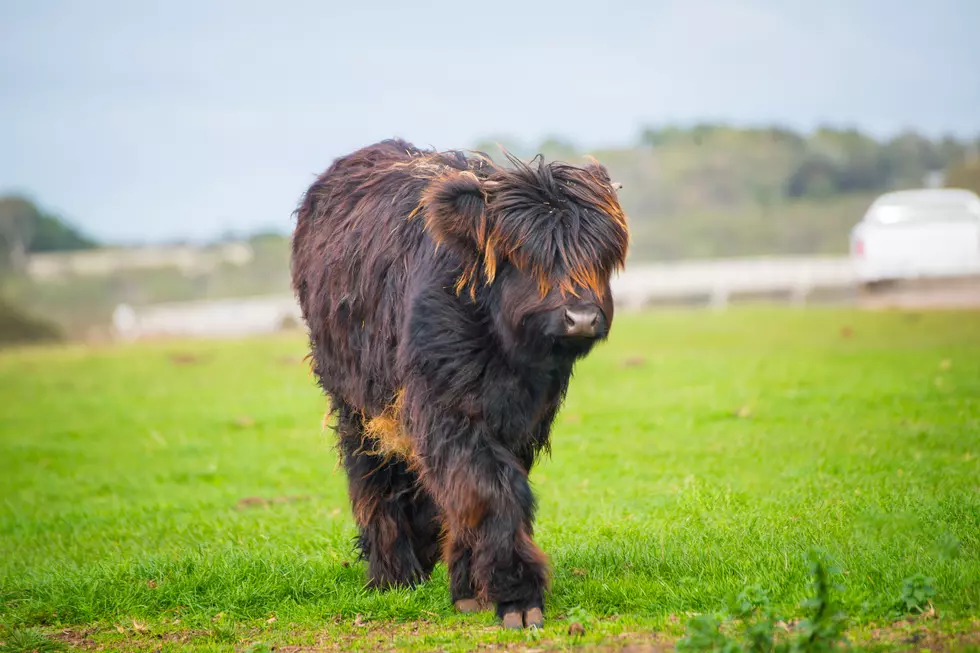 Yes, Miniature Cows Are Real — and They Are Freaking Adorable