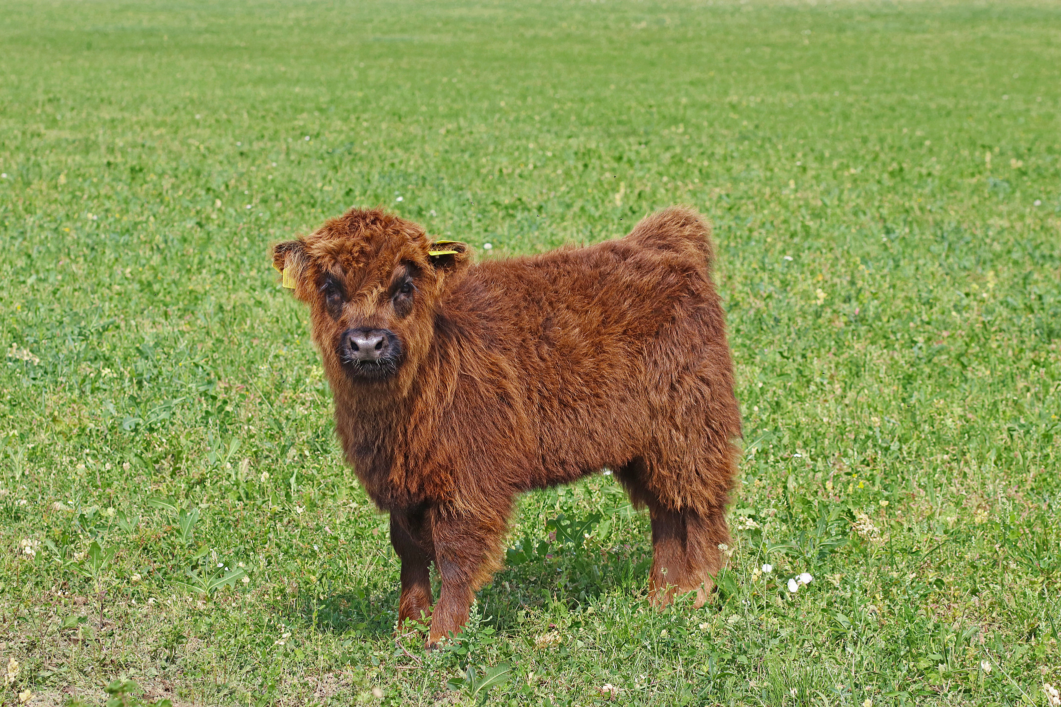 mini highland cow
