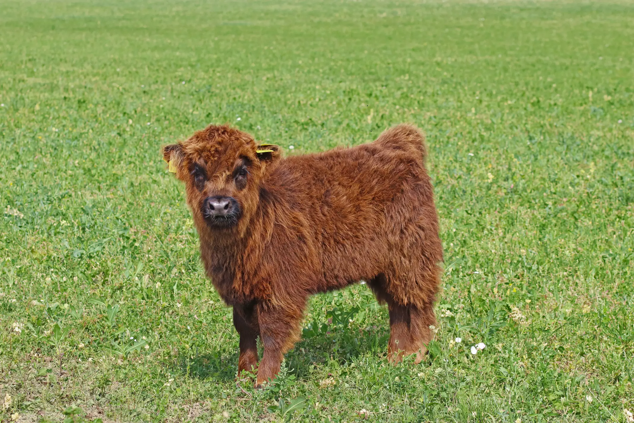 You Can Get Yourself A Fluffy Miniature Cow For A Pet