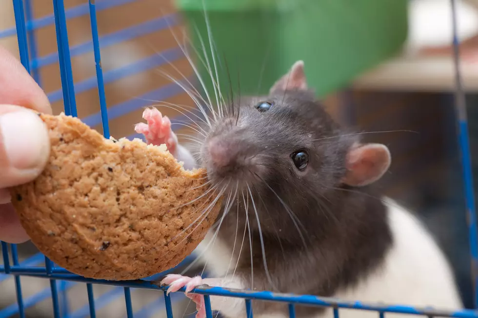 5 Reasons A Rat Makes A Good Pet
