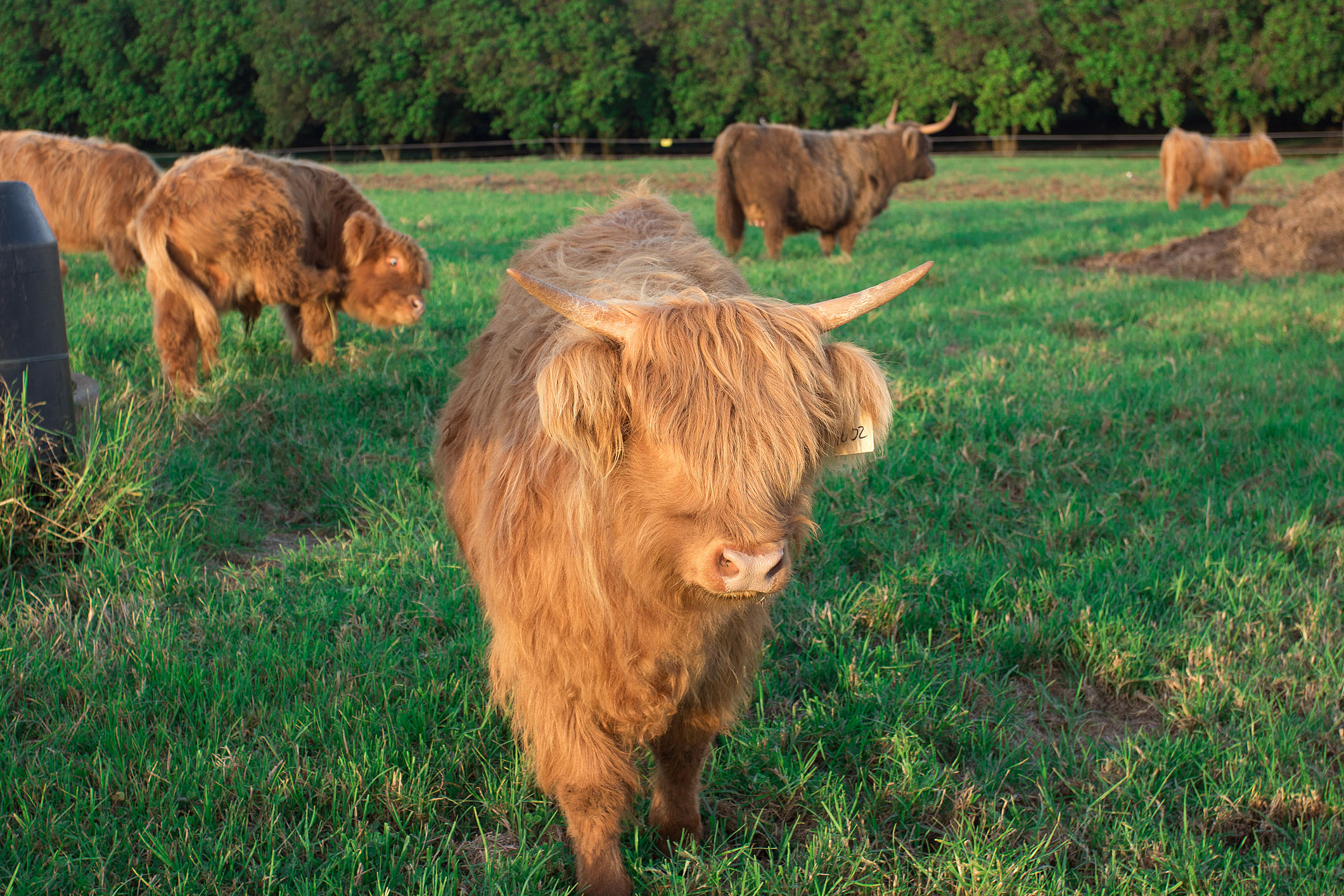 Fluffy Miniature Cows Are SO CUTE and They Make GREAT PETS. - Mental Scoop